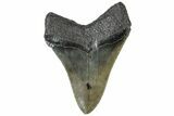 Colorful, Fossil Megalodon Tooth - South Carolina #310417-1